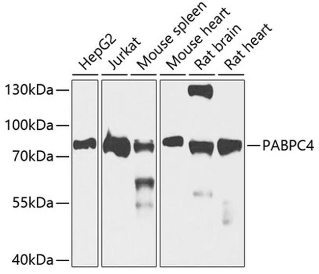 PABPC4 Antibody in Western Blot (WB)