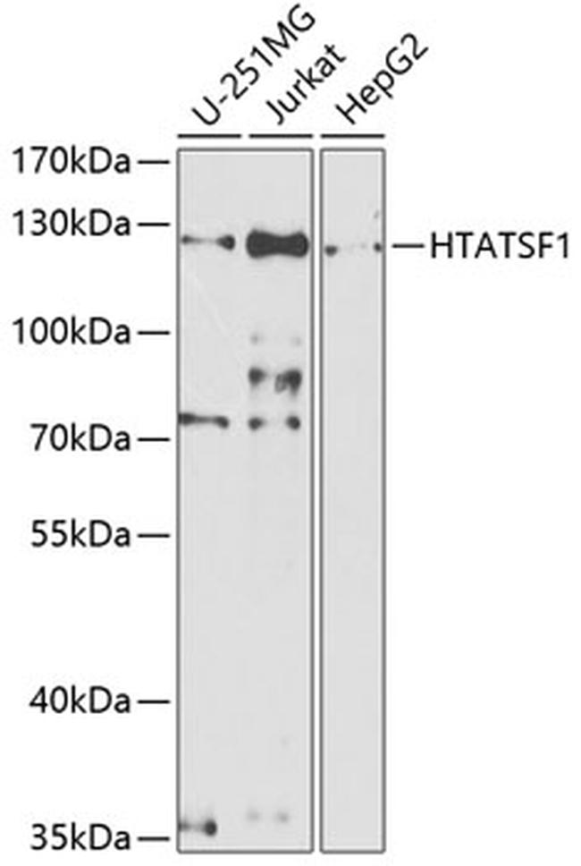 HTATSF1 Antibody in Western Blot (WB)
