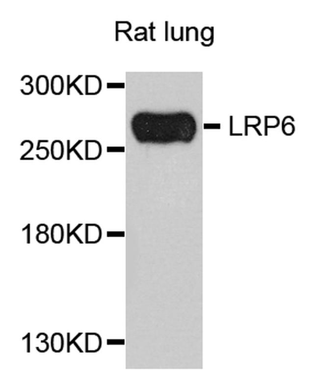 LRP6 Antibody in Western Blot (WB)