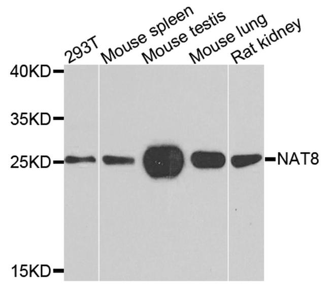 NAT8 Antibody in Western Blot (WB)