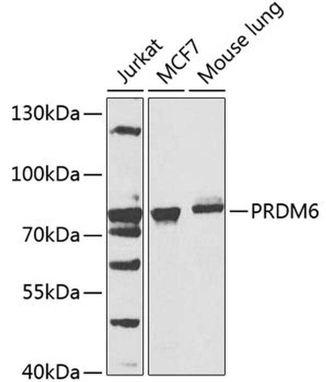 PRDM6 Antibody in Western Blot (WB)