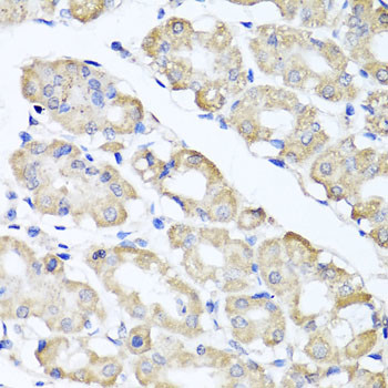 SPICE1 Antibody in Immunohistochemistry (Paraffin) (IHC (P))