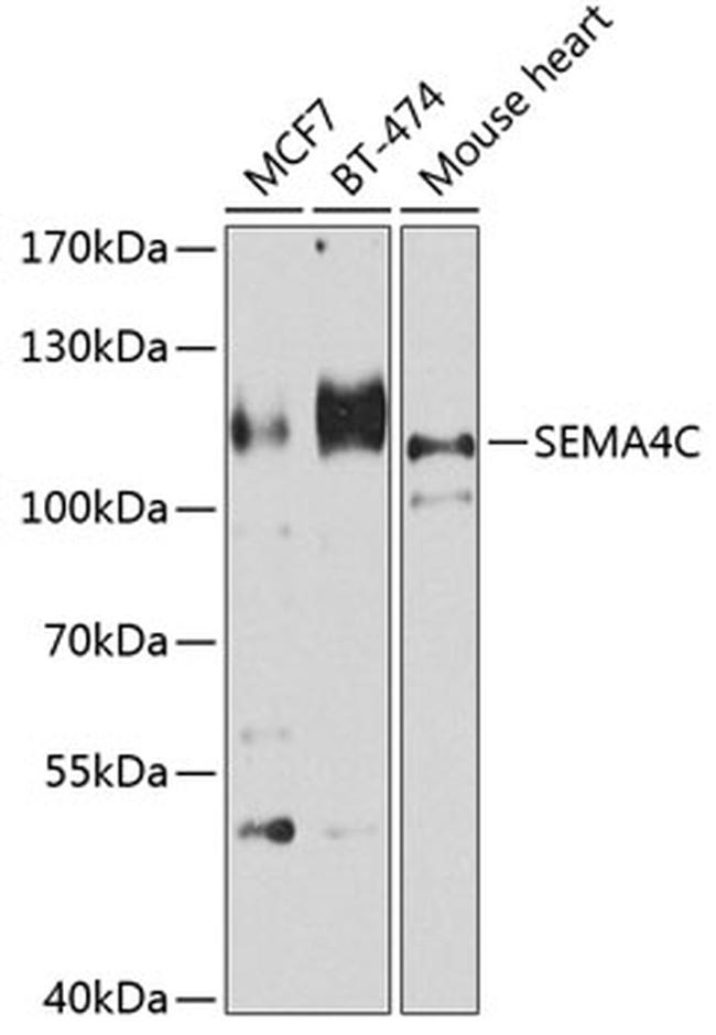 SEMA4C Antibody in Western Blot (WB)