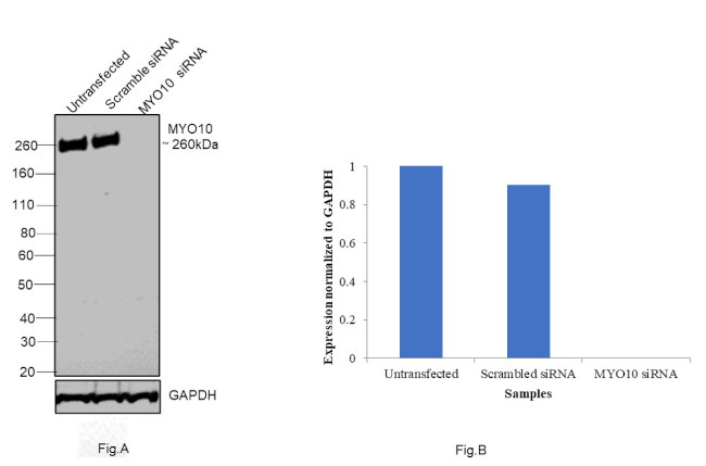 MYO10 Antibody