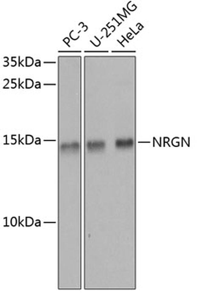 NRGN Antibody in Western Blot (WB)