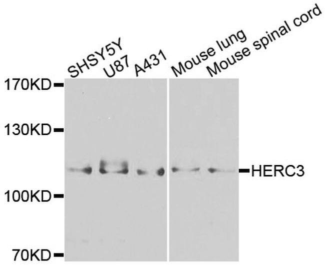 HERC3 Antibody in Western Blot (WB)