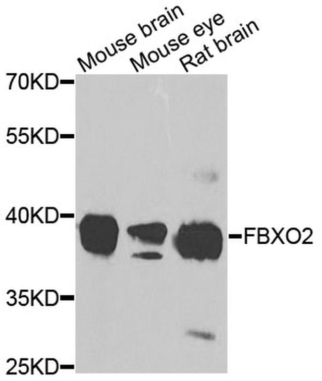FBXO2 Antibody in Western Blot (WB)
