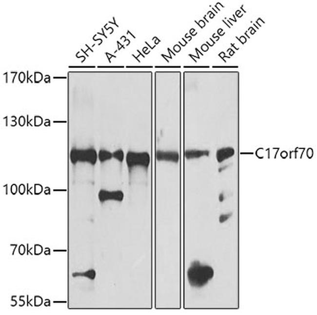 C17orf70 Antibody in Western Blot (WB)