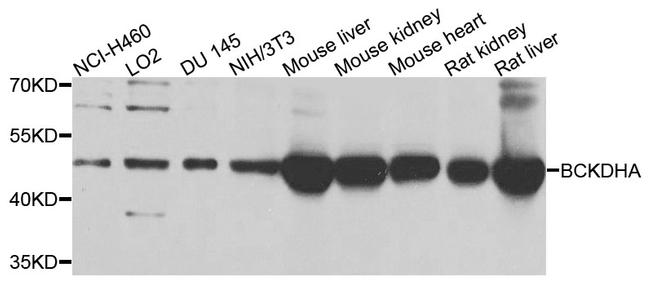 BCKDHA Antibody in Western Blot (WB)