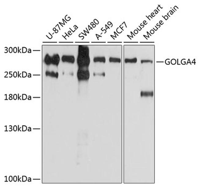 GOLGA4 Antibody in Western Blot (WB)