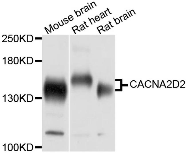 CACNA2D2 Antibody in Western Blot (WB)