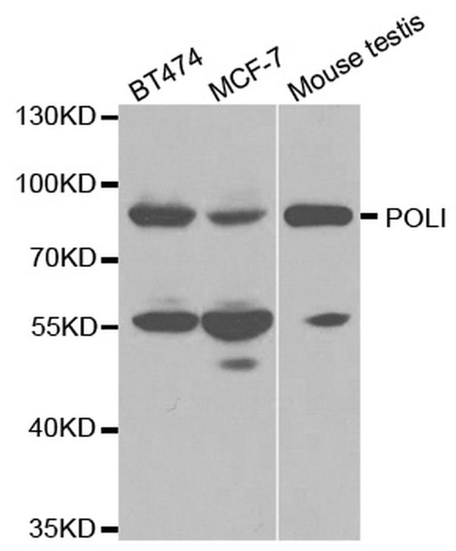 POLI Antibody in Western Blot (WB)