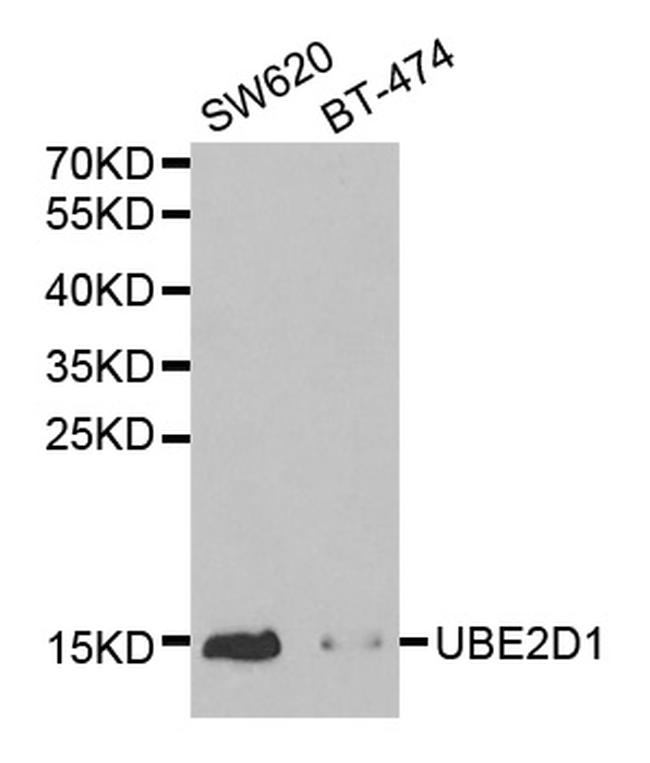 UBE2D1 Antibody in Western Blot (WB)