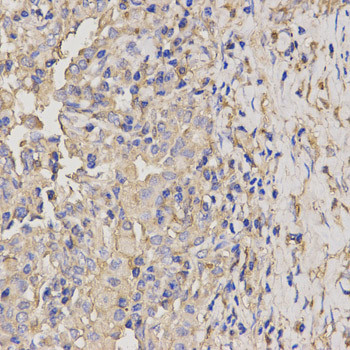 AXIN2 Antibody in Immunohistochemistry (Paraffin) (IHC (P))