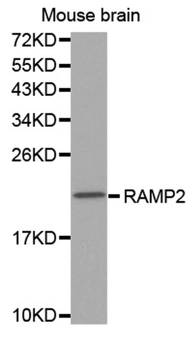 RAMP2 Antibody in Western Blot (WB)