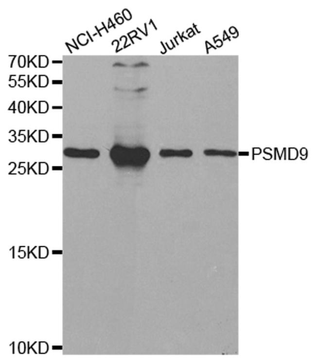 PSMD9 Antibody in Western Blot (WB)