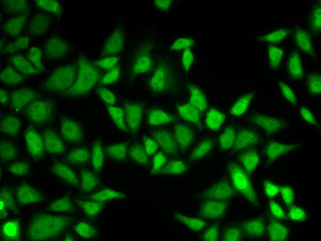 Centrin 2 Antibody in Immunocytochemistry (ICC/IF)