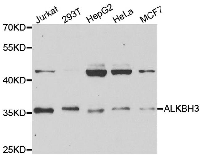 ALKBH3 Antibody in Western Blot (WB)