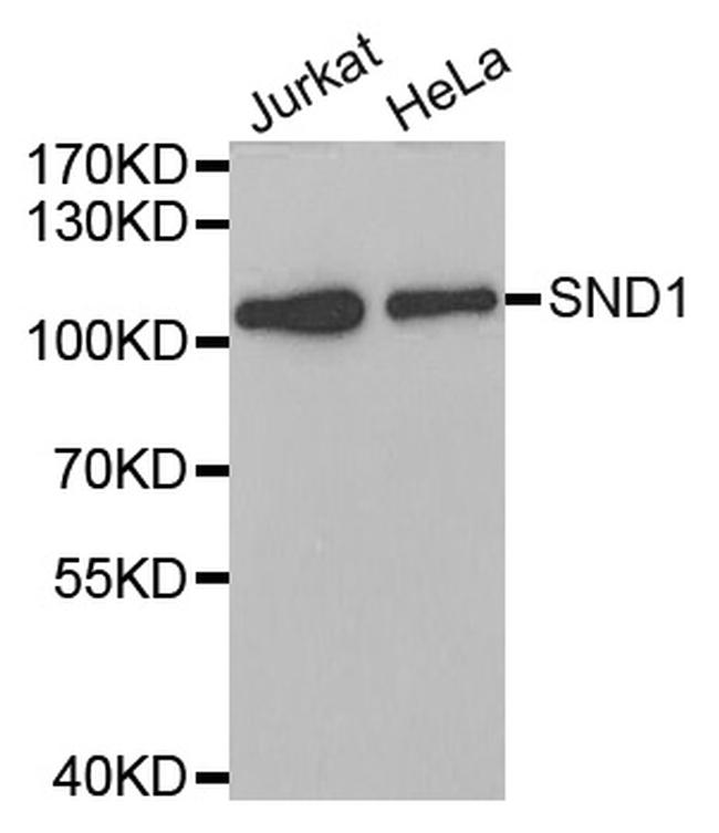 SND1 Antibody in Western Blot (WB)