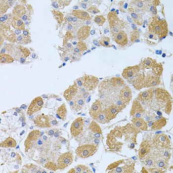 PROK2 Antibody in Immunohistochemistry (Paraffin) (IHC (P))