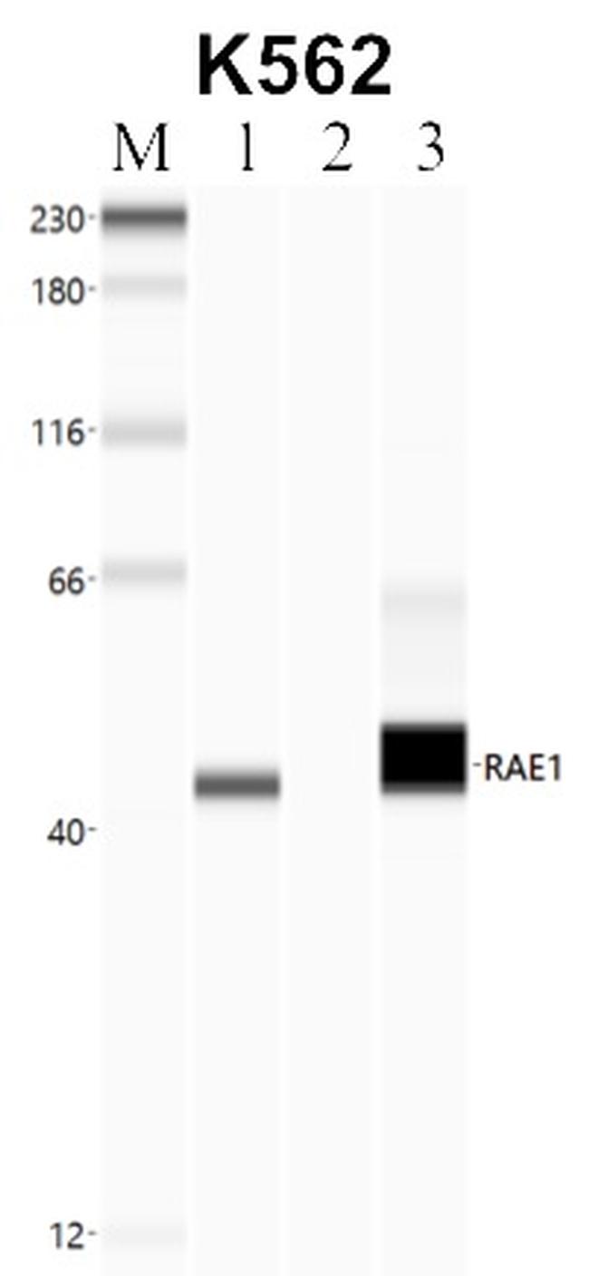 RAE1 Antibody in RNA Immunoprecipitation (RIP)