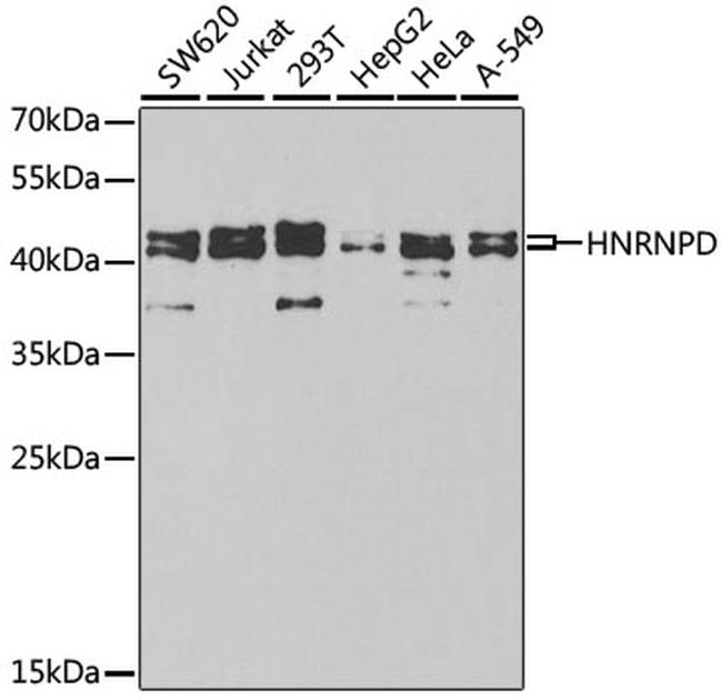 hnRNP D Antibody in Western Blot (WB)