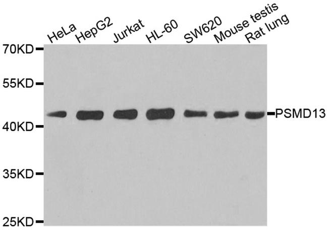 PSMD13 Antibody in Western Blot (WB)