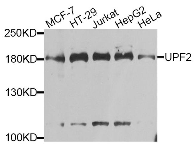 UPF2 Antibody in Western Blot (WB)