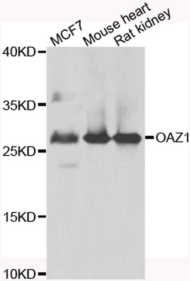 OAZ1 Antibody in Western Blot (WB)