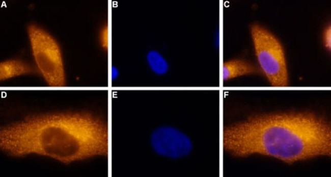 ADORA3 Antibody in Immunocytochemistry (ICC/IF)