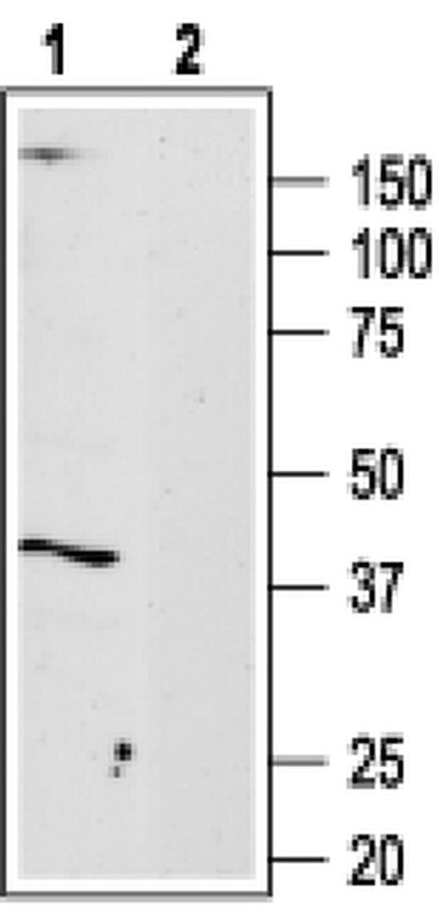 ADORA3 Antibody in Western Blot (WB)