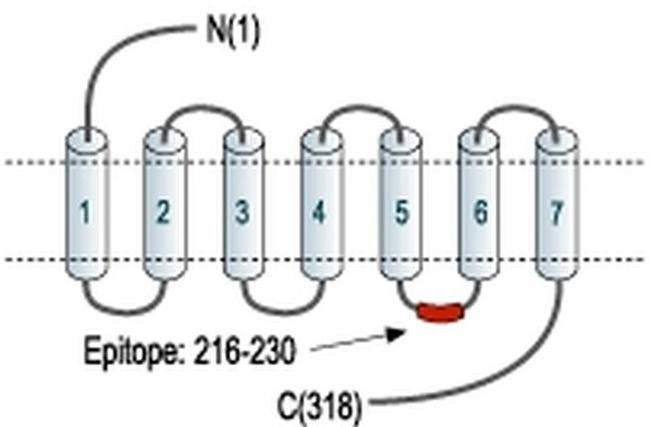 ADORA3 Antibody