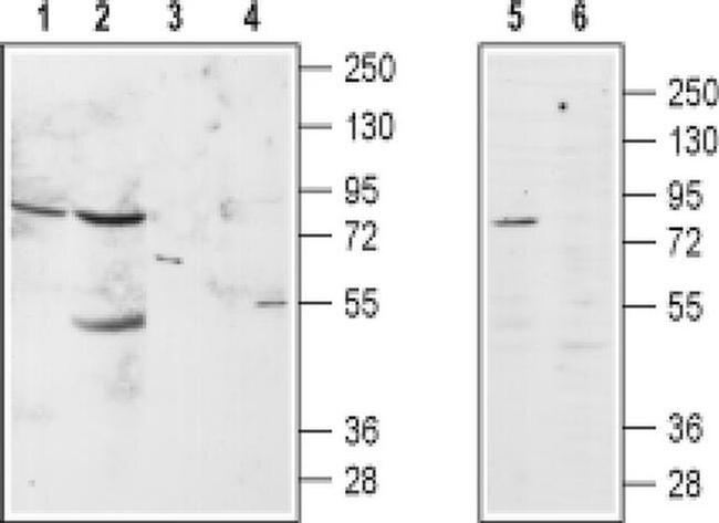 alpha-1b Adrenergic Receptor (extracellular) Antibody in Western Blot (WB)