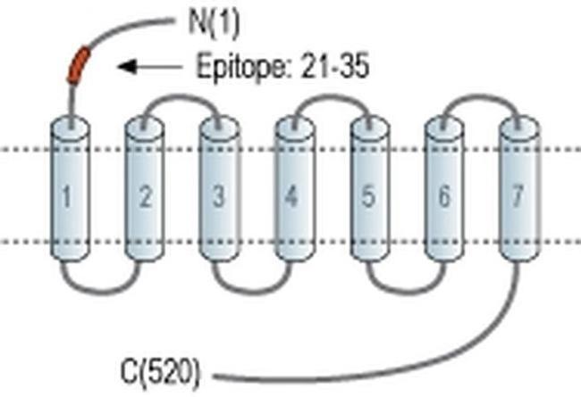 alpha-1b Adrenergic Receptor (extracellular) Antibody