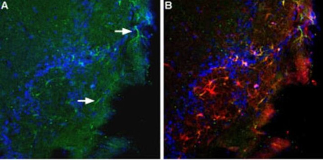 BAI1 (extracellular) Antibody in Immunohistochemistry (Frozen) (IHC (F))