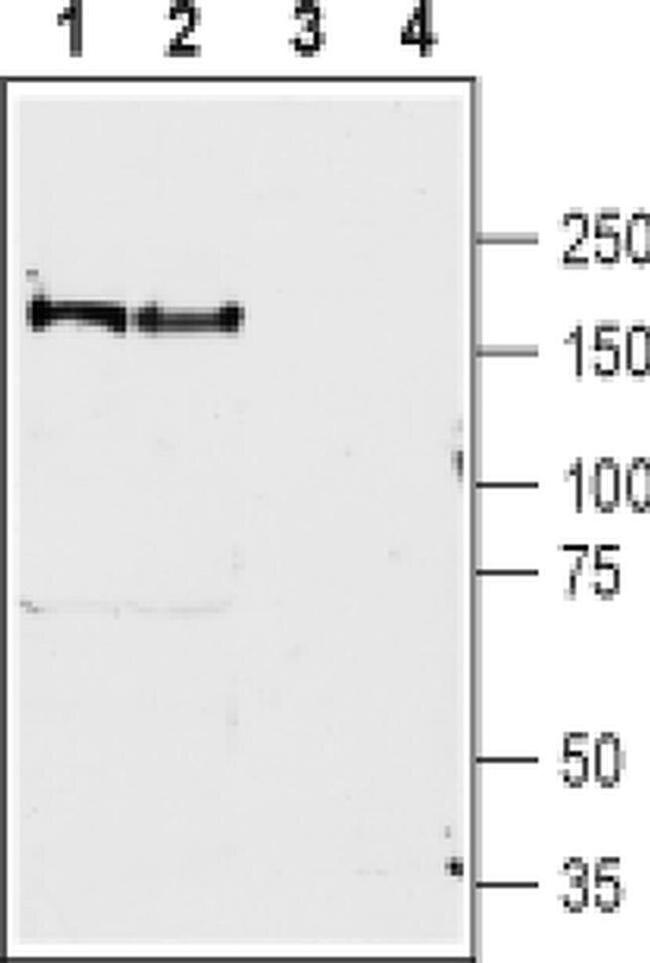 BAI1 (extracellular) Antibody in Western Blot (WB)