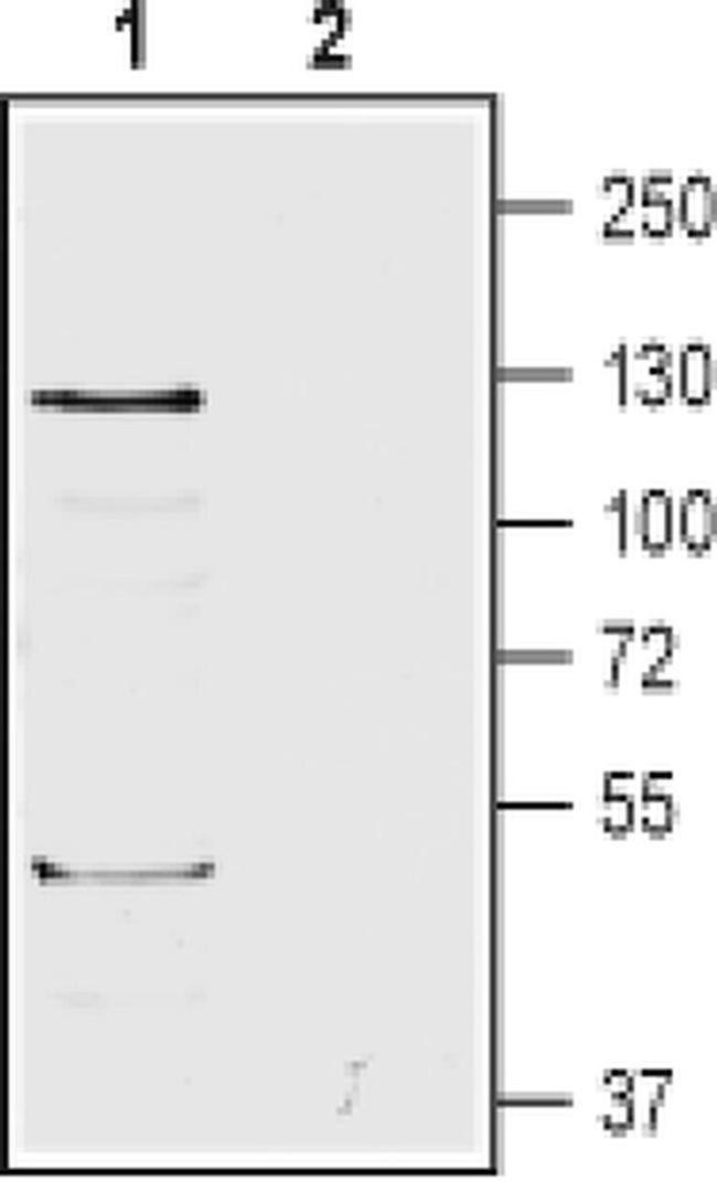 BAI1 (extracellular) Antibody in Western Blot (WB)