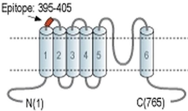 TRPV6 (extracellular) Antibody