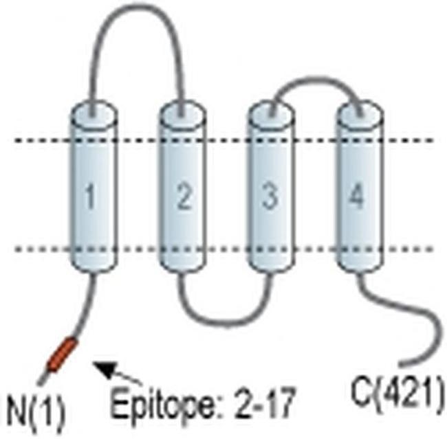 CACNG8 Antibody