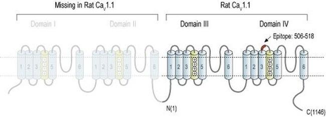 CaV1.1 (extracellular) Antibody