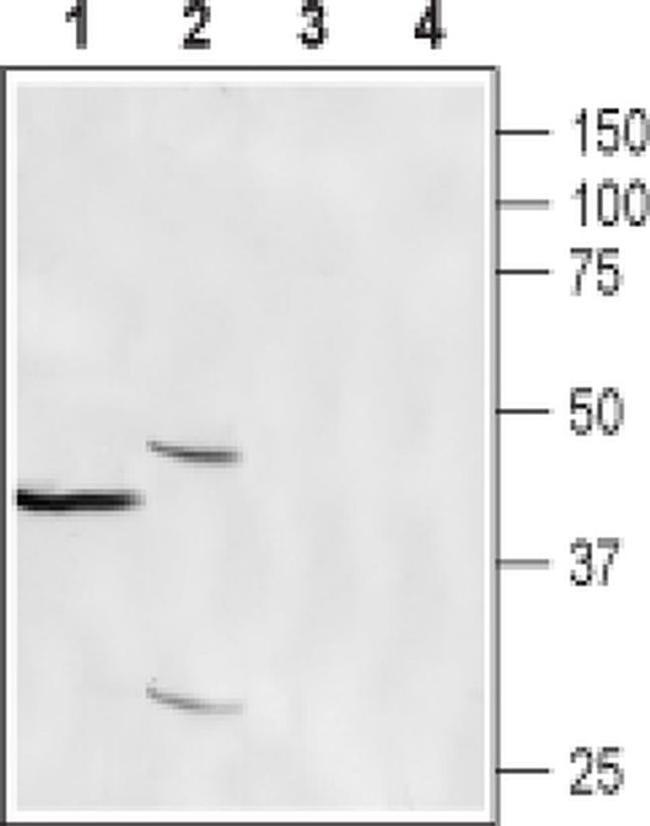 EFCAB4B Antibody in Western Blot (WB)