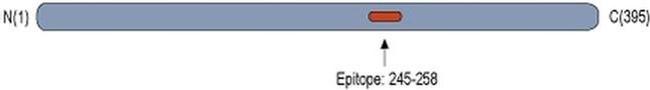 EFCAB4B Antibody