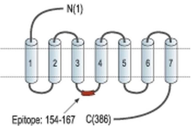 Urotensin II Receptor Antibody