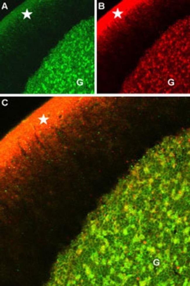 GABRA1 (extracellular) Antibody in Immunohistochemistry (IHC)