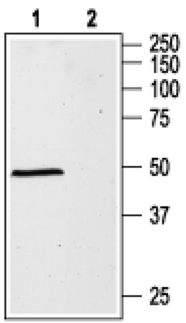 GABRA1 (extracellular) Antibody in Western Blot (WB)