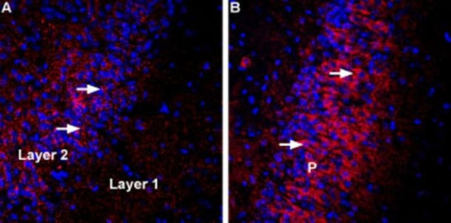 VGLUT3 Antibody in Immunohistochemistry (Frozen) (IHC (F))