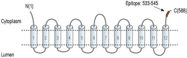 VGLUT3 Antibody