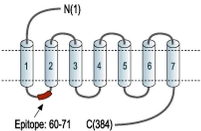 GALR1 Antibody