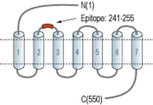 GLP2R (extracellular) Antibody