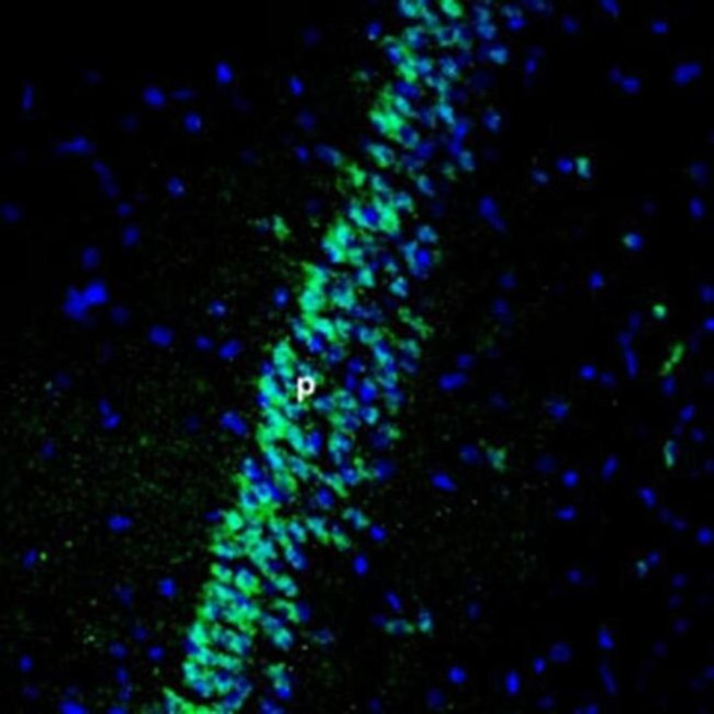 GIPR (extracellular) Antibody in Immunohistochemistry (Frozen) (IHC (F))